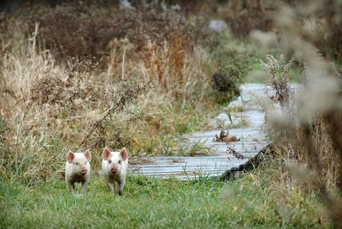 我們的環(huán)境會(huì)好嗎？——“數(shù)說(shuō)”大氣、水、土壤污染防治三大戰(zhàn)役